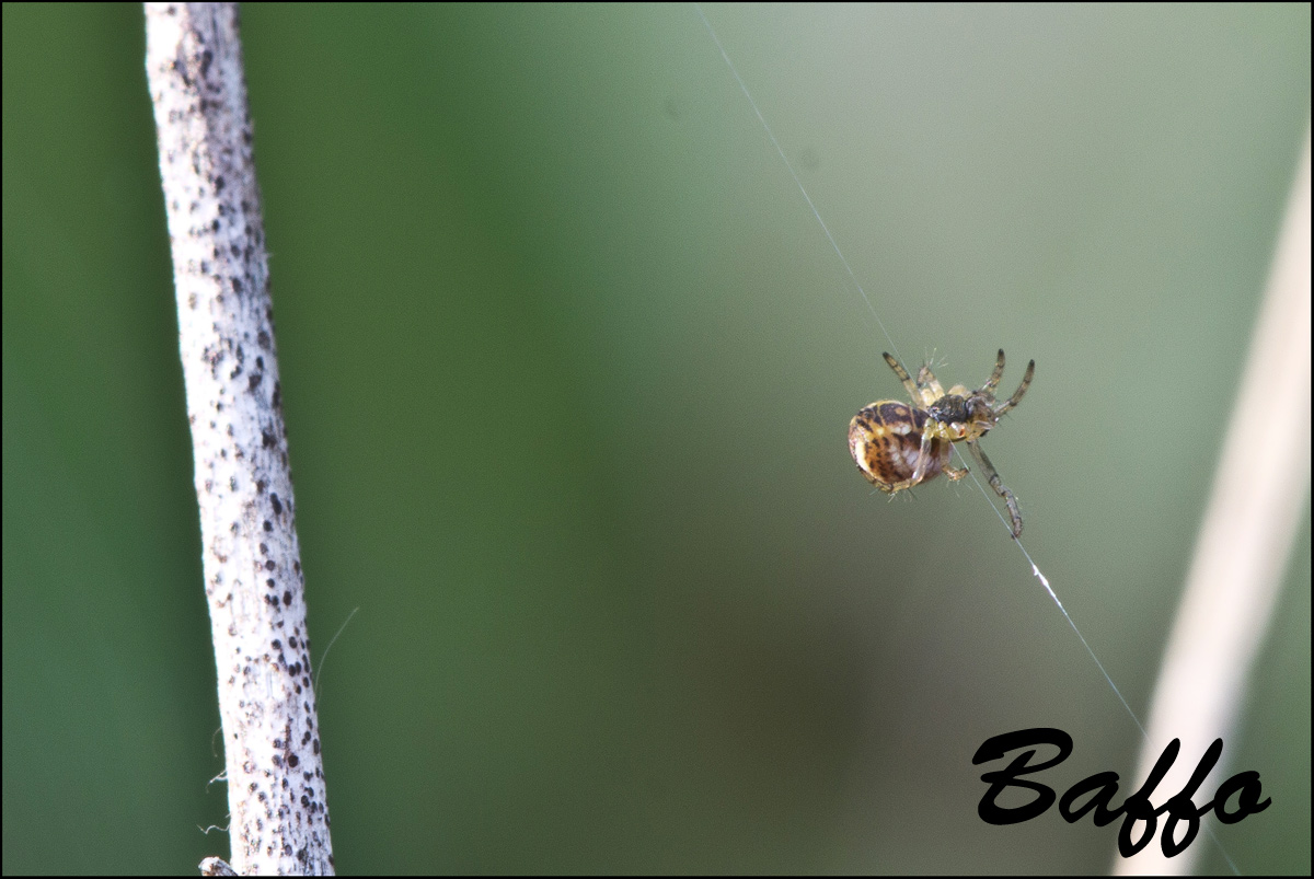 Mangora acalypha - Basovizza (TS)